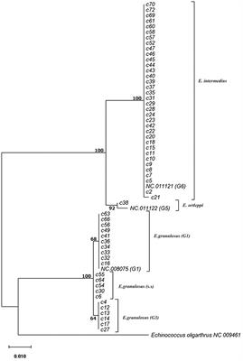 Cystic Echinococcosis of Camels: 12S rRNA Gene Variation Revealed Changing Pattern of Genetic Diversity Within Echinococcus granulosus sensu lato in the Middle East and North/Sub-Saharan Africa